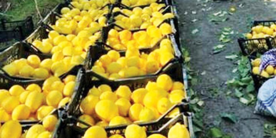 150 tondan fazla mahalli ürün toplandı