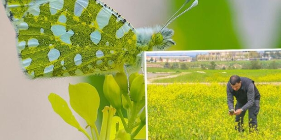 Diyarbakır'da kelebek göçü başladı