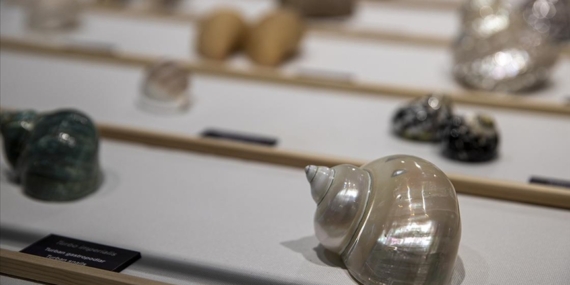 Hacettepe'de "Biyoçeşitlilik Araştırma ve Uygulama Merkezi Biyosfer Müzesi" kapılarını açtı