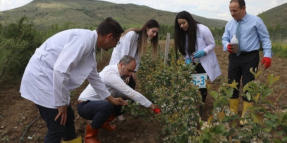 Bayburt'un iklim ve doğasına uygun yeni bitkiler tespit ediliyor