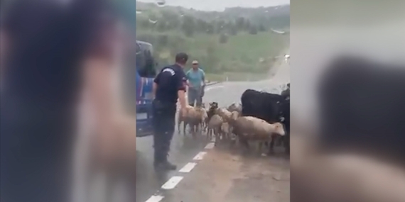 Karabük'te jandarma ekipleri sürünün güvenli geçişi için trafiği durdurdu