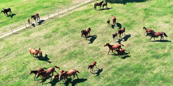 TJK'nin İzmit'teki yarım asırlık harasında geleceğin şampiyon atları yetiştiriliyor