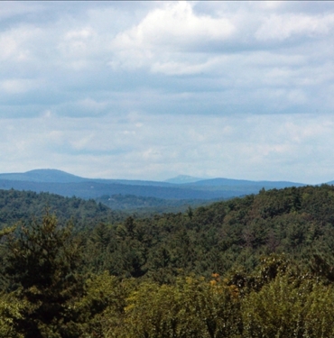 ABD039nin-Massachusetts-eyaletindeki-bir-ormanda-quotdevquot-virusler-kesfedildi.jpg
