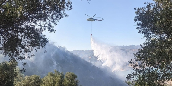 Aydın'da zeytinlik alanda çıkan yangın kontrol altına alındı