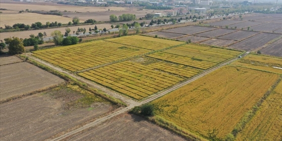 Trakya Tarımsal Araştırma Enstitüsü 195 tohum çeşidini tarıma kazandırdı