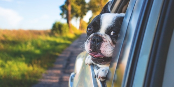 Köpek Almak İstiyorum Nereden Alabilirim?